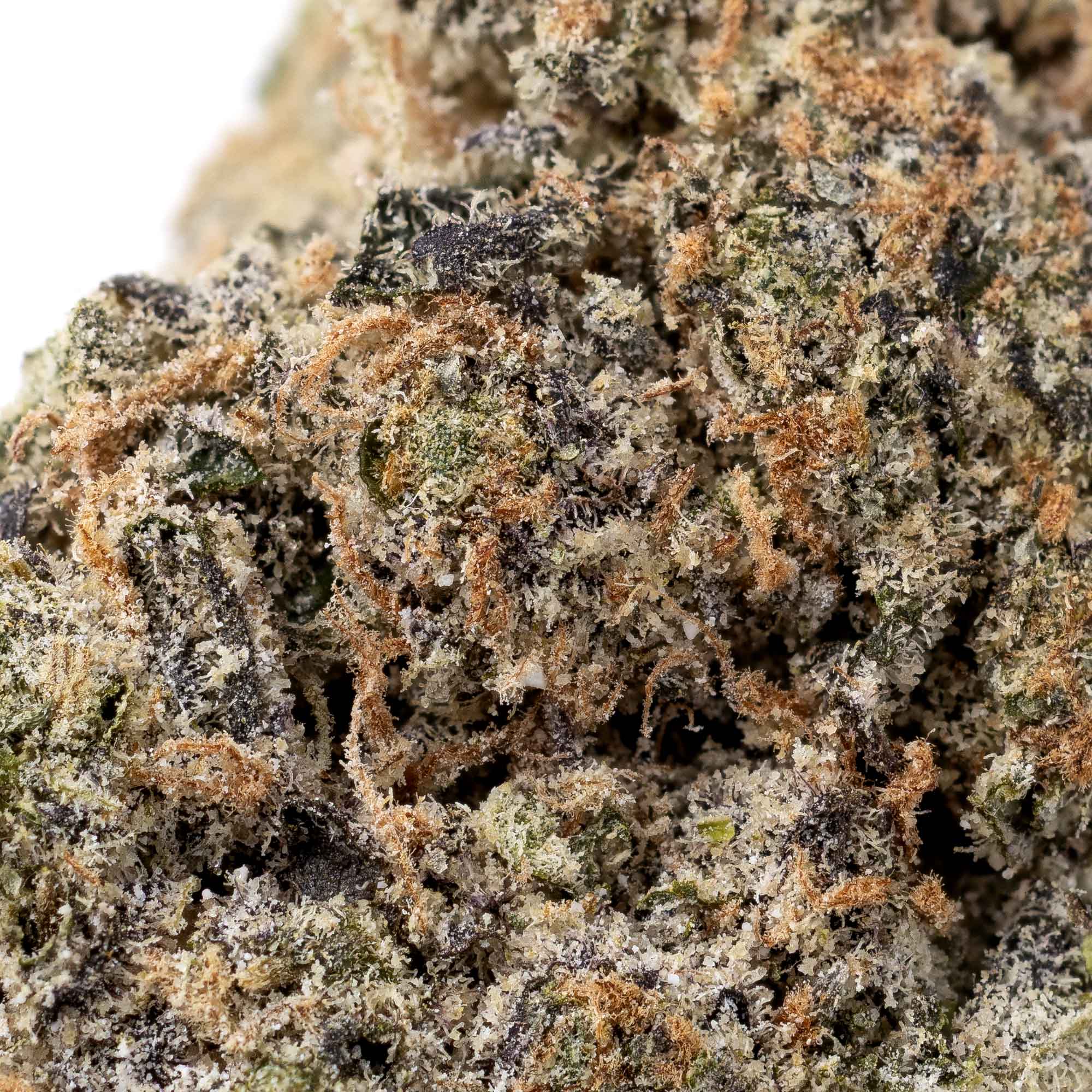 mint-chocolate-chip-01-08-26-macro